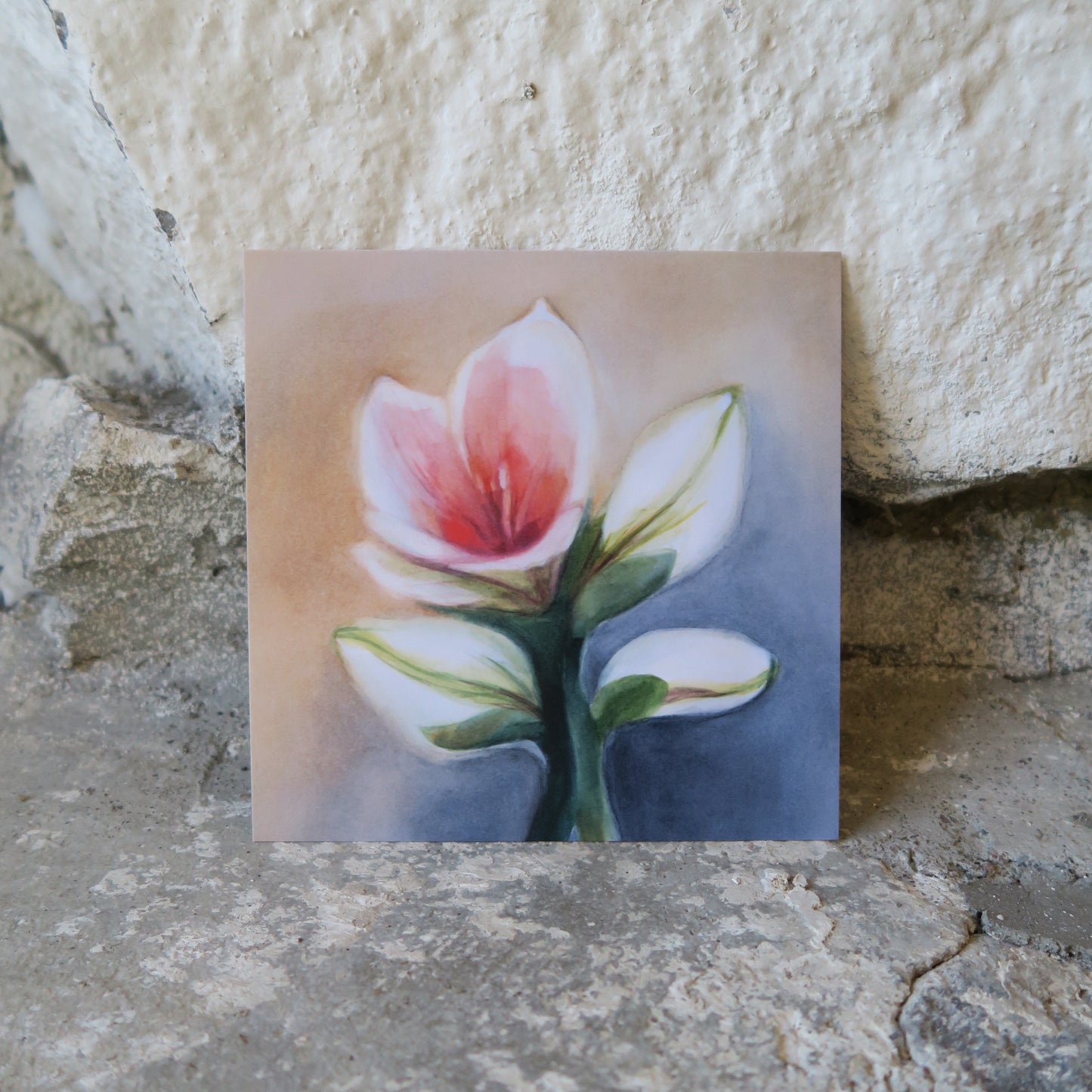 Kortti - Valkoinen amaryllis 14,9 x 14,9 cm